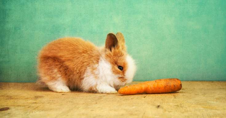 Eat a Rabbit