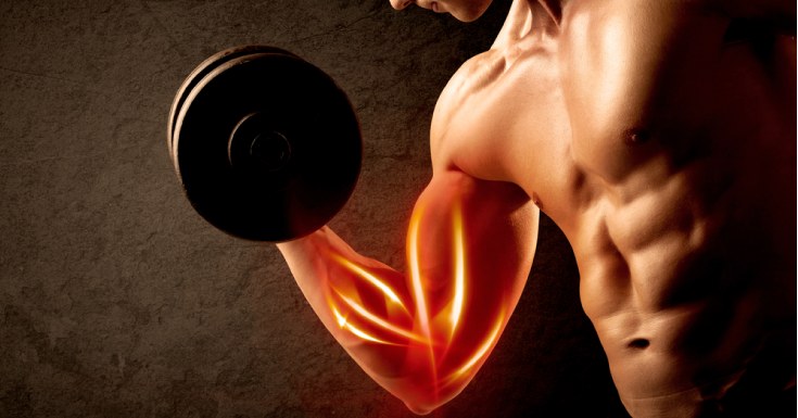 Process of Muscle Growth