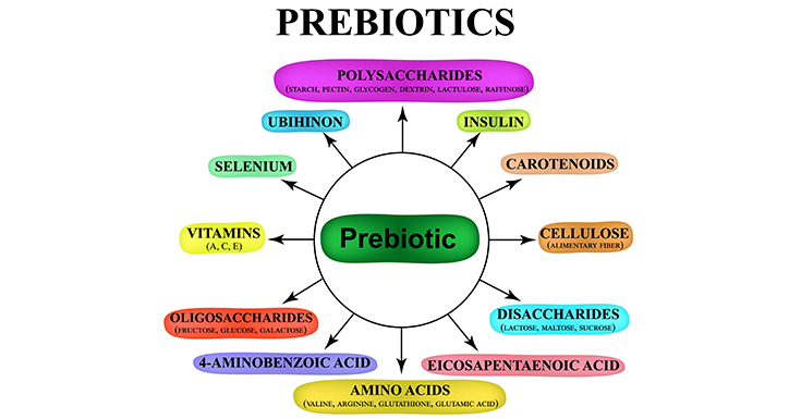 Prebiotics in Food