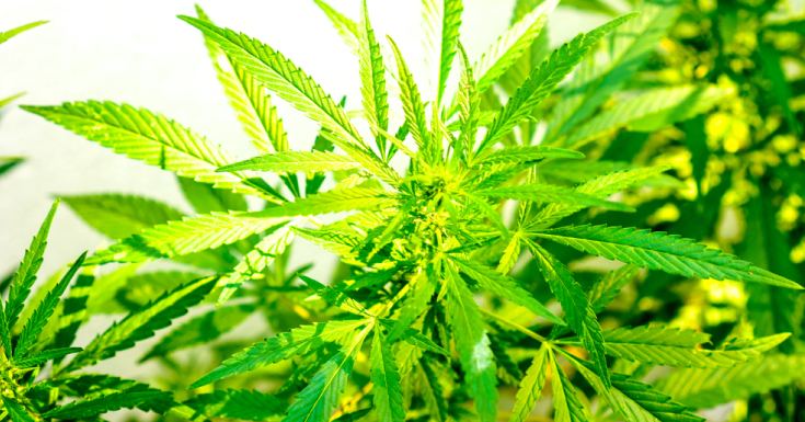 Special about CBD