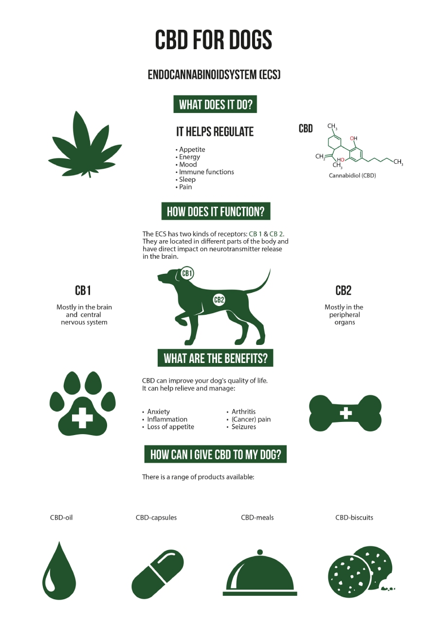 CBD Oil for Canine Health