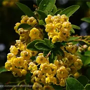Berberine