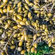 Bladderwrack