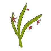 caralluma-fimbriata