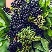 Elderberry