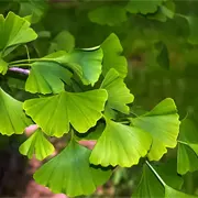 ginkgo-biloba