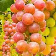 Grape seed extract