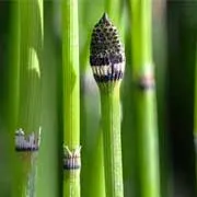 Horsetail