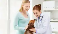 Pet Care