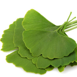 Ginkgo Biloba