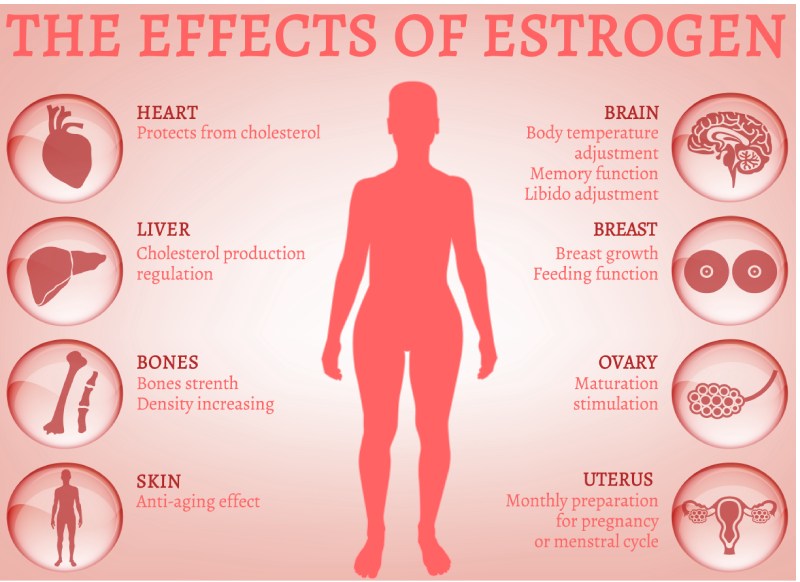 Estrogen Fight Aging