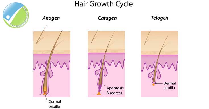 Stages of Eyelash Growth