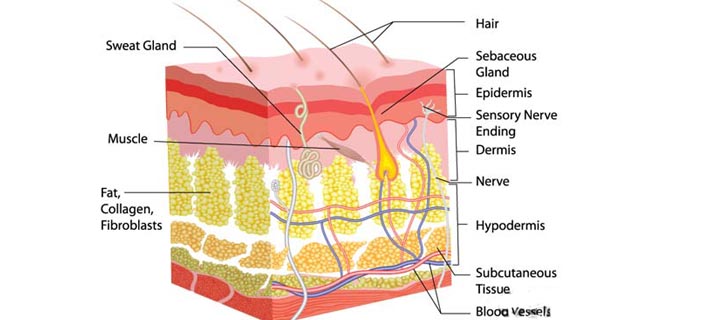 Collagen For Wrinkles: How To Replenish Lost Collagen?