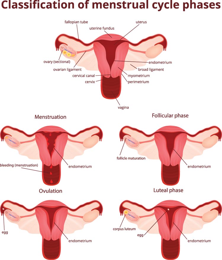 Get Pregnant During Menstrual Cycle 23