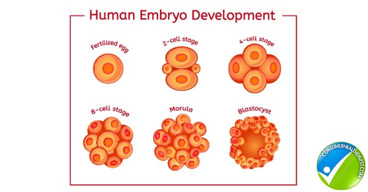 Early Stage Of pregnancy