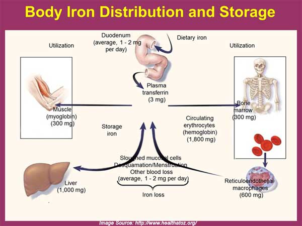 What are some signs of iron deficiency?