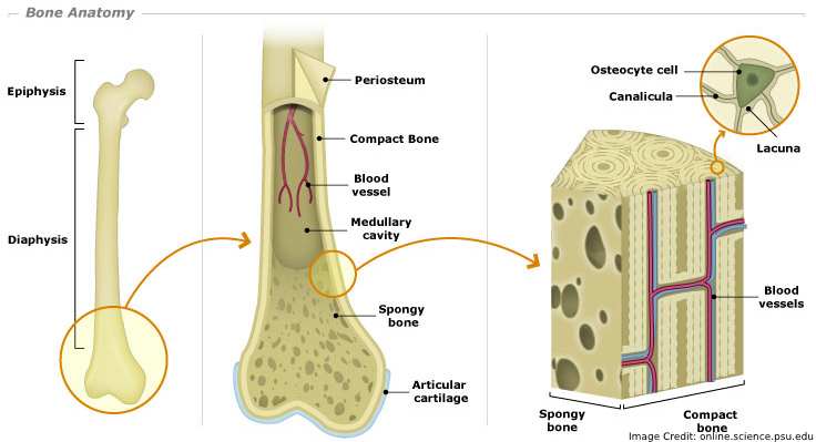 Bone Anatomy