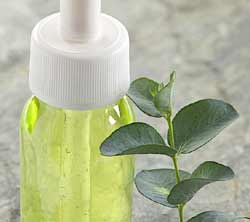 Eucalyptus Essential Oil