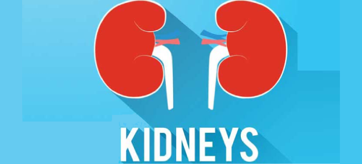 National Kidney Month: Taking Care of Your Kidney