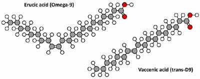 Erucic Acid
