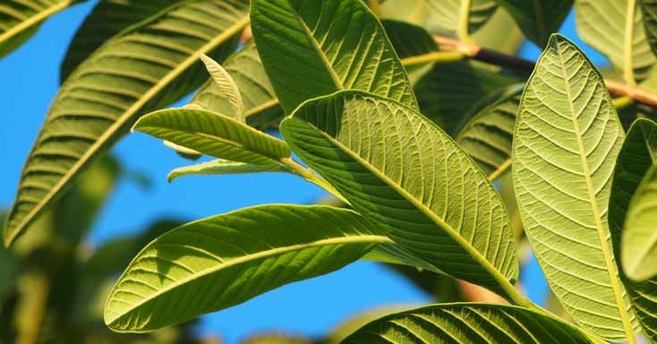 Benefits Of Using Guava Leaves