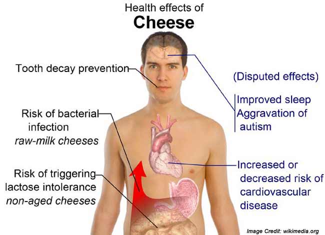 Cheese Effect On Health Info