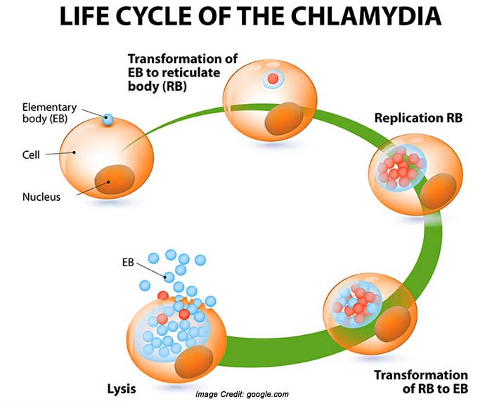 Chlamydia Info