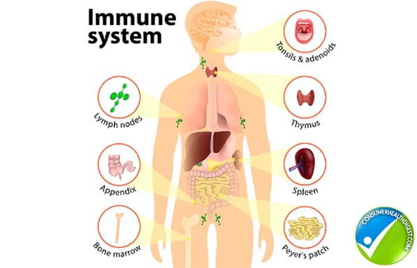 Immune System Operates