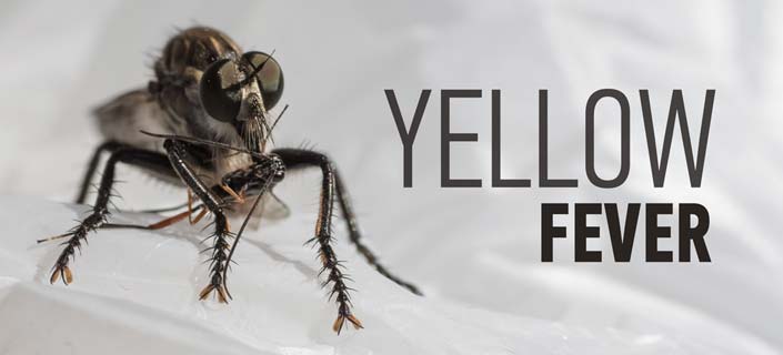Yellow Fever: How to Treat and Prevent it?