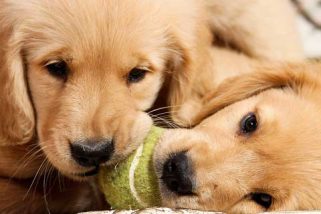 when do you give puppies what do you give your for arthritis when do you give puppies what do you give your for arthritis