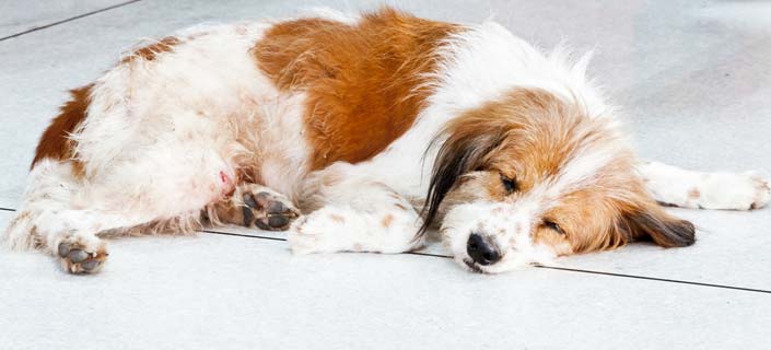 What are the Causes of Joint Diseases In Dogs; and how to Manage Them?