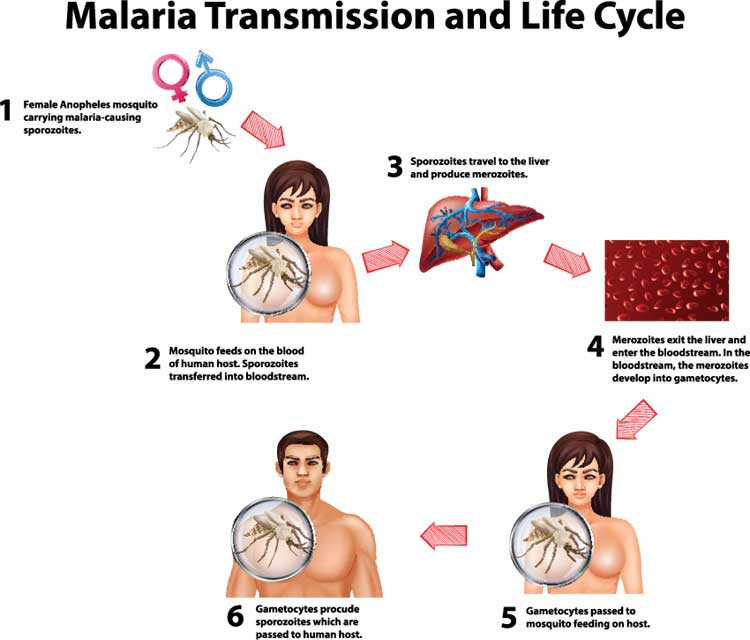 malaria life cycle 