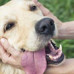 What Do You Give Your Dog for Arthritis Pain?