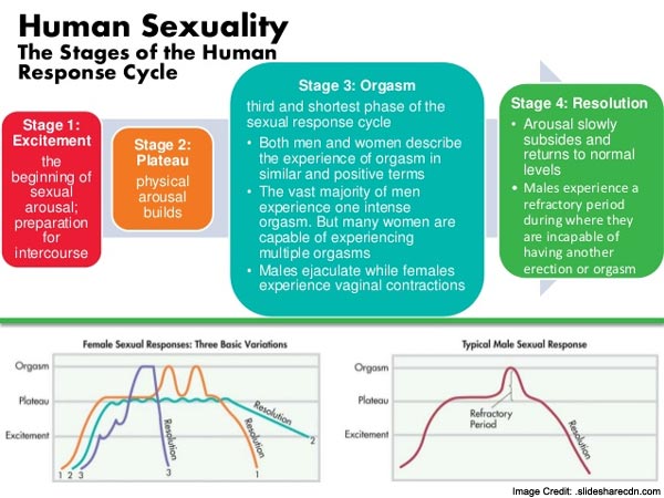 Sexual Response Cycle 4 Stages Of Sexual Response 