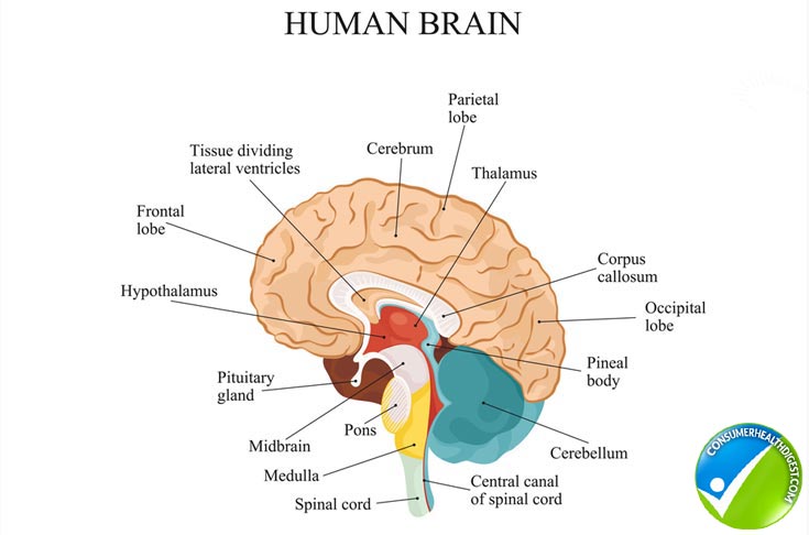 Overview Human Brain