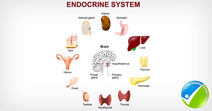 Endocrine System Detail