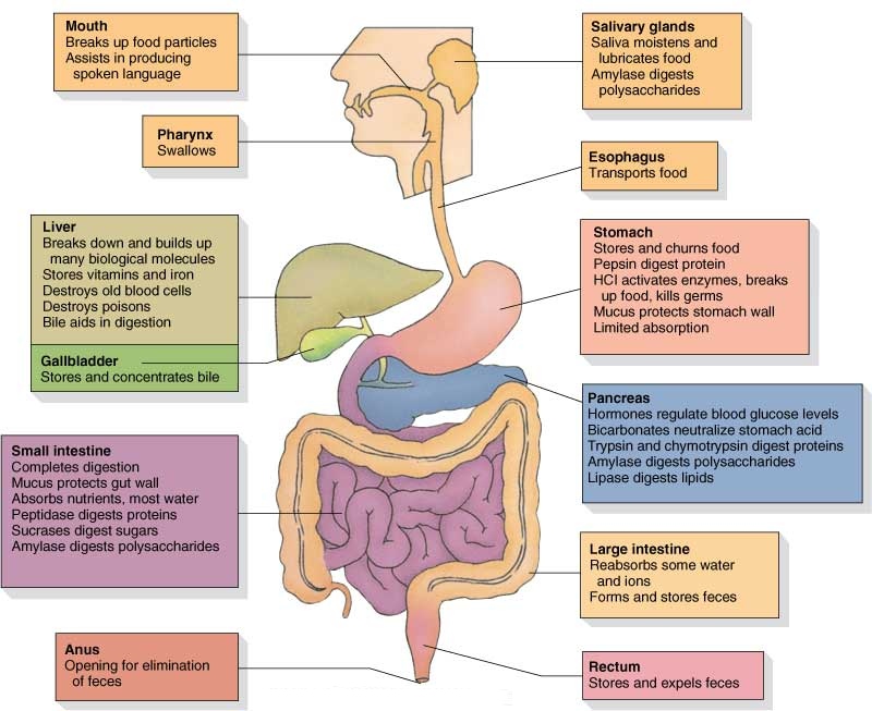 Hollow Organs In The Gastrointestinal Tract
