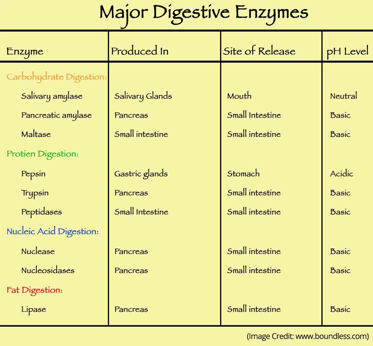 Comprehensive Overview of Metabolic Enzymes How they Work