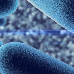 Probiotics Useful For Therapy of Autoimmune Diseases