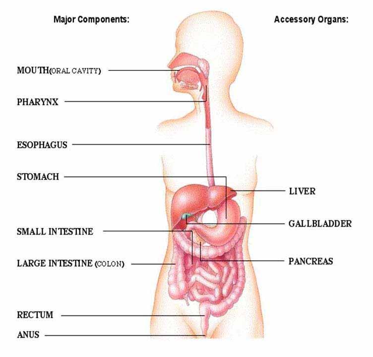 Solid Organs In The Gastrointestinal Tract