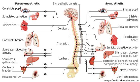 Autonomic Nervous System