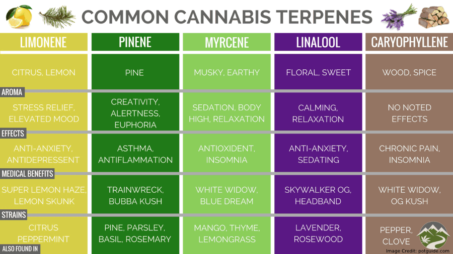 Common Terp Info