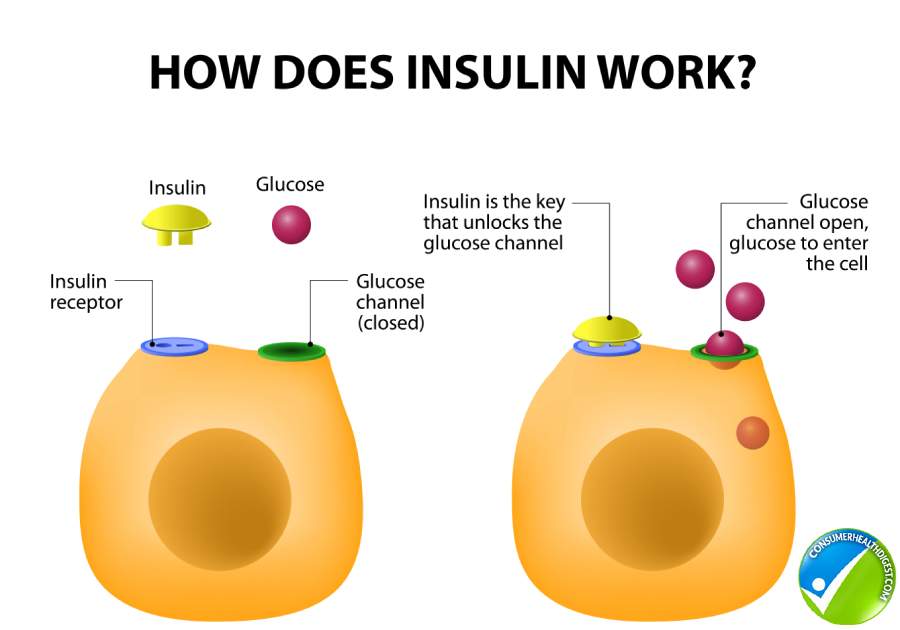 How Does Insulin Work
