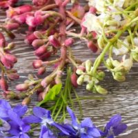 flower remedies