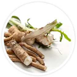 Inulin & Dandelion