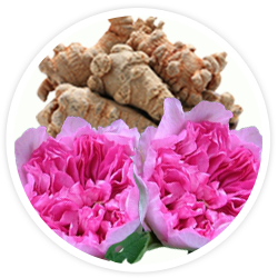 Panax notoginseng + Rosa roxburghii
