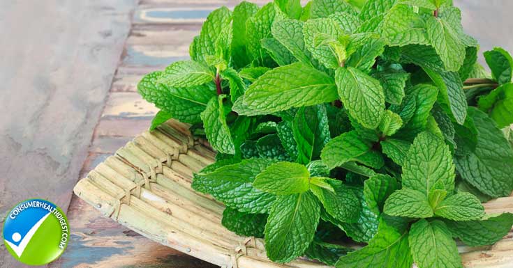 Eating Mint