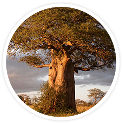 African Baobab