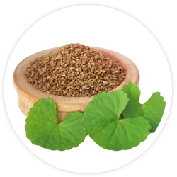 Ajwain Ajwain