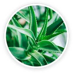 Aloe Barbadensis Leaf Extract Aloe Barbadensis Leaf Extract